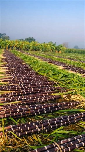 Sugarcane Harvesting||• #Farming #Trending #shorts #shortsfeed