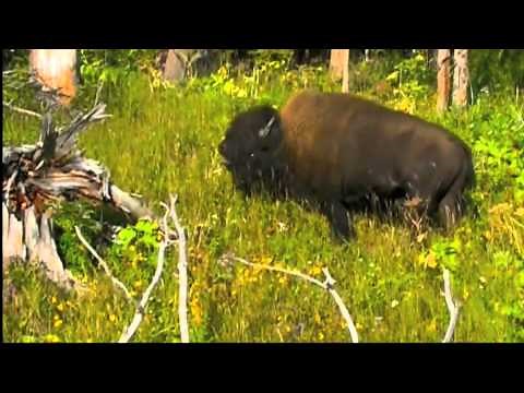 Roaring Bison