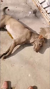🚨 URGENT HELP NEEDED – DOG POISONING IN RAWALPINDI 🚨 Just received an alert from a local reporter: dogs have been poisoned near Kuri Road, Rawalpindi. Their lives depend on immediate action. 🙏 If anyone is nearby, please rush to the location and: • Take the affected dogs to the nearest veterinary clinic • Administer antidotes / emergency treatment • Help save these innocent lives before it’s too late ⏰ Time is critical. Even a few minutes can make the difference between life and death. report