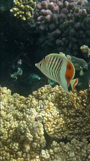 Crown Butterflyfish and its Stunning Reef Pattern 🐟👀🌊