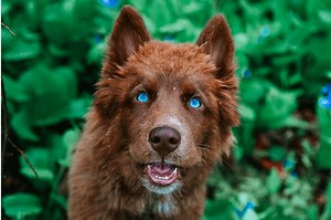 Top 21 most beautiful dog breeds in the world today