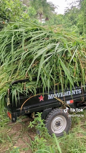 Transforming Turf: Clearing and Cleaning for Regrowth | #turf #turfcaprinaecamp