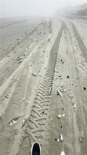 Dead Fish Washing Up on Corolla Beach: Unexplained Event