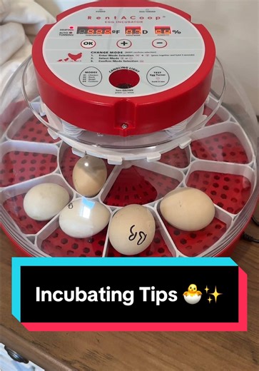 Essential Tips for Incubating Chicken Eggs
