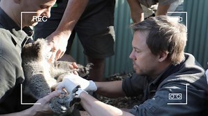 EMERGENCY KOALA RESCUE! There's never a dull moment when you work with animals. Maggie, an aging Mother koala was keeping ‘Nakia’ (Meaning, hope) in her pouch. Unfortunately Nakia was not getting the milk and nutrition she needed from Maggie and after montoring the situation for 48 hours, we had to act fast! | Tim Faulkner