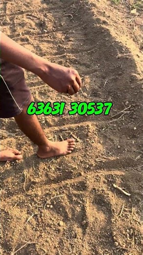 Day 08 of growing fodder gras 👨‍🌾🌿