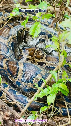 Burmese python 🐍😘❤️#shorts #jeepsafarivlogs