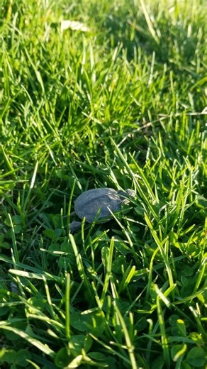 Happy #WorldTurtleDay - Make way for hatchlings! 🐢 This baby painted turtle—about the size of a dollar coin—was recently spotted on the banks of a creek by TNC staff. Painted turtle eggs hatch in the fall and then spend winter in the nest underground. While they're wintering underground, their metabolic rate drops, which allows them to survive without food or oxygen. Then, in spring, they finally venture into the world above ground to find food and warm sunlight. Welcome, turtles! #NatureWiscon