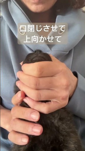 【子犬の薬の飲ませ方】生後一カ月、フィラリア予防と回虫予防でおくすり飲ませます【甲斐犬・犬舎の日常】 #甲斐犬 #甲斐犬子犬