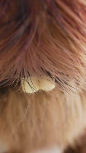 448K views · 12K reactions | Licking Squirrel  #petz #squirrel #funny #cute #love #egofilm #animal #furry | EgoFilm | Facebook