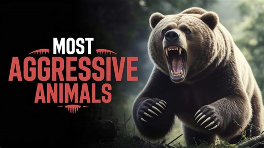 10 Of The Most Aggressive Animals Alive