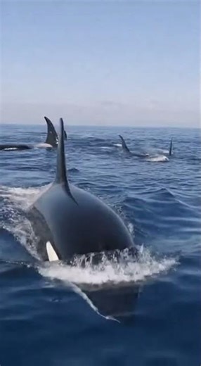 Orcas Master the Ultimate Hunt