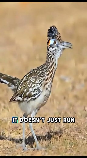 You’ve NEVER Seen the Fastest Bird Run Like This 🏃‍♂️🦅