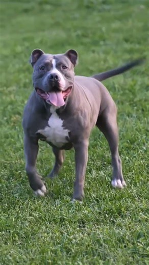 pitbull dancing video