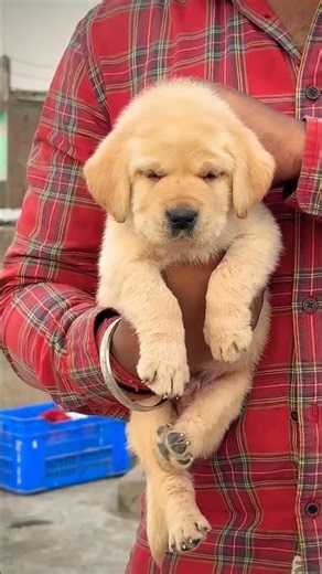8810623046Labrador puppy booking open top quality labrador retriever trained active healthy India