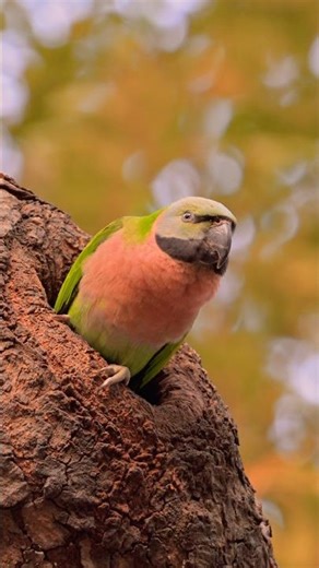 Red-breasted Parakeet in 4K HDR | 4K Shorts
