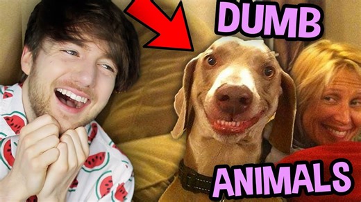 Animals Being Crazy for 16 Minutes Straight