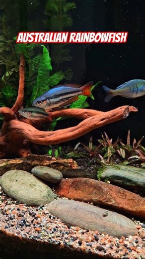 Australian Rainbowfish #australian #rainbowfish #fishkeepinghobby #fishaquarium #aquascape #fish