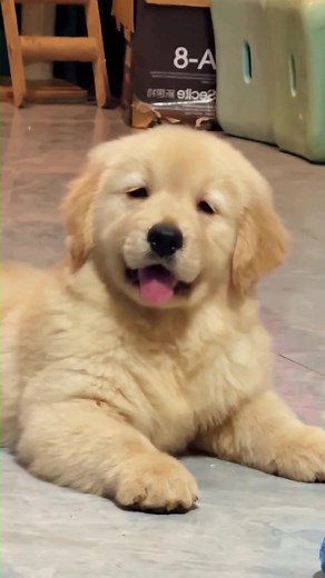Super cute golden retriever puppy #dog #dogsoftiktok #funny #funnyvideos #fyp