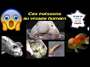 fish with human face compilation top 5