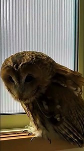 Listen to the call of the little owl.