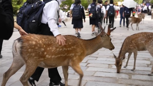 What Japan’s deer problem reveals about ecology
