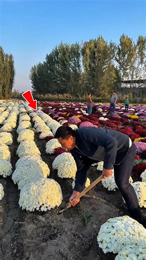 This Flower Has NO Leaves… But You Can Drink It!#ytshorts #trending #facts