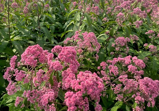 What are the best new perennial flowers of 2026? Check out our recommendations