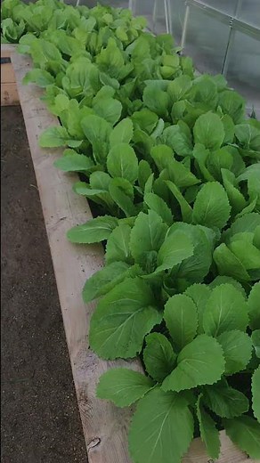 Gai Choy (In Greenhouse)