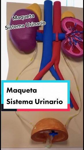 Maqueta Sistema Urinario - Modelos Creativos con Material Reciclable