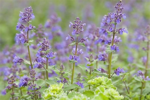 10 Summer Flowers You’ll Barely Have To Water