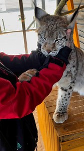 1.1M views · 10K reactions | Raptors Park on Reels | Facebook