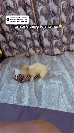 Why Lhasa Apso Dogs Are Special Companions