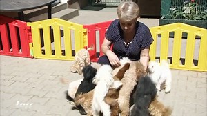 18K views · 118 reactions | Dem Namen nach sollen sie sogar in eine Teetasse passen: Teacup-Pudel. Warum Züchterin Gabriele Czerwenka für die Vierbeiner auch Kritik erntet, seht ihr hier im Clip.  #taff #archiv #clip | taff | Facebook