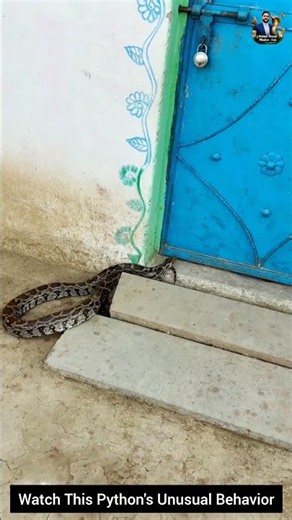 Watch This Python's Unusual Behavior #wildliferescue #wildlifeentertainment #snake