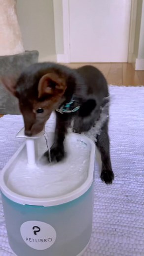 15% discount with JBuddy promo code!Buddy the #sable got the new drinking fountain from @petlibro Buddy thinks it is not only to #stayhydrated but also to have fun! ☝️ Check 🔗 Buddy do not tolerate if I don’t fill the tank of the fountain ontime so I am glad that watertank has 2.1 liters capacity! And another good thing is that despite of Buddy splish splash technique water remains clean for him to drink! #hydrationtips #petlibro