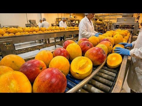 How Mango Juice Is Made Inside a Giant Factory | Mega Food Production