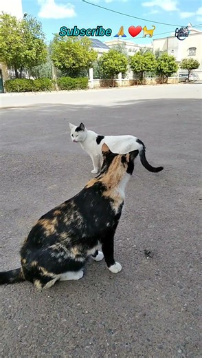 Cute Cats 😻 #CatsofAmerica #CatsofCanada #CatsofEurope #kitten #viral #cat #fyp #help #CatChannels