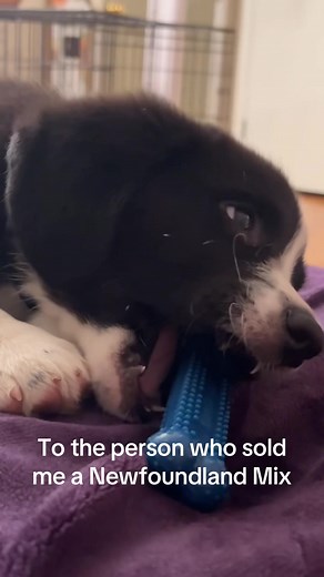 Meet a Corgi-Newfoundland Mix