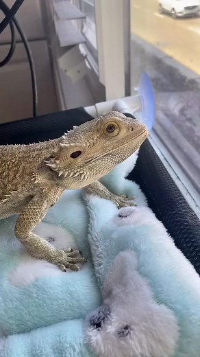 160K views · 3.1K reactions | Lem decided to take a break from brumation today  #fyp #brumation #reptiles #lizard #reptiles #beardeddragons #beardeddragon #lenny #lizzardlenny #fyp #reelsviral | Lizard & Lenny | Facebook