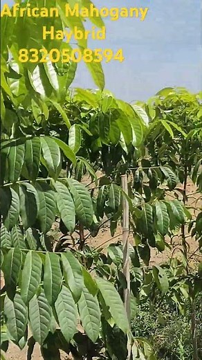 #farming #agriculture #indianfarmer #farmer #kisan #mahogany