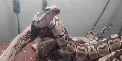 Pet owner says 4-foot-long python has gone missing from his yard