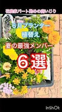 【６月７日】６月夏の最強メンバーでプランター植替え 花農家の庭いじり日記 #shorts #ガーデニング #gardening #flowers #庭 #庭づくり #プランター