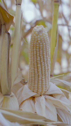 Videos de Unisem (@semillastodoterreno) con “sonido original - Unisem”