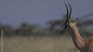 Close up of a Thomson's gazelle's (Eudorcas thomsonii) head as it looks through the savannah during the morning in Africa.