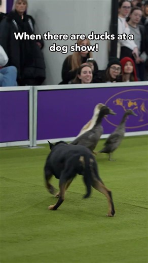Herding demo in action 🐾🦆