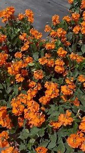 1 Fully Rooted “crossandra ‘orange Marmalade’ – Vibrant, Live Flowering Plant for Indoor or Outdoor Gardens” - Etsy
