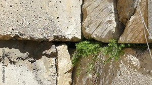 Sparrow lives in the Rift House