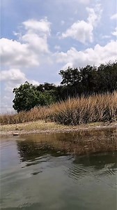 That Navy Seal spro frog has been getting SMOKED. #sprofrog #topwaterfishing #hollowbodyfrog #topwaterexplosions | Fishing Frog