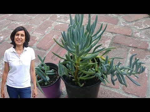 Propagating Blue Chalk Sticks Succulent (with updates)